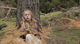 Huldra_Teaser_1-poster.jpg